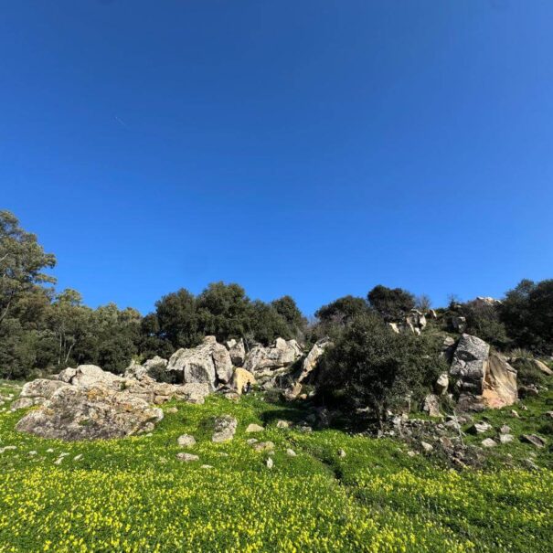Bosco di Scorace
